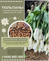 Принимаем заказы на тюльпаны оптом к 8 марта на 2026г.  Луковица Голландская выращена в Бишкеке