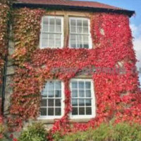 Пионы. Пионы травянистые. Пионы кустарниковые. Пионы древовидные