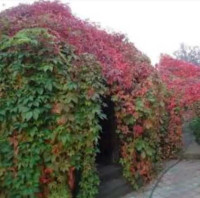 Пионы. Пионы травянистые. Пионы кустарниковые. Пионы древовидные - фото 2