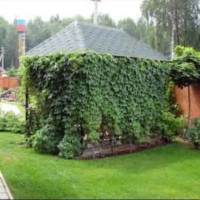 Пионы. Пионы травянистые. Пионы кустарниковые. Пионы древовидные - фото 3