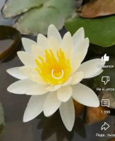 Пионы. Пионы травянистые. Пионы кустарниковые. Пионы древовидные - фото 5