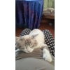 Отдаю в добрые руки домашнего кота
0550757858 - фото 1