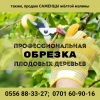 Профессиональная обрезка плодовых деревьев - фото 1